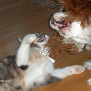 Cavalier king charles spaniel Gunnar R.I.P.
