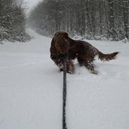 Cocker spaniel Lopa Mille