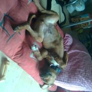 Blanding af racer Arnold