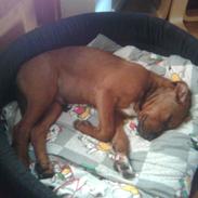 Blanding af racer Arnold