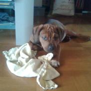 Blanding af racer Arnold