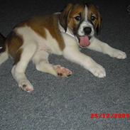 Blanding af racer Bella<3
