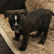 Olde english bulldogge Conrad