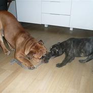 Olde english bulldogge Conrad