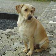 Labrador retriever Molly