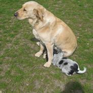 Labrador retriever Molly