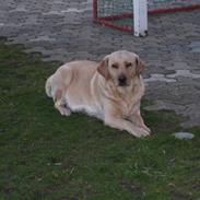 Labrador retriever Molly