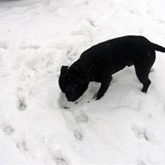 Staffordshire bull terrier Holger (Himmelhund)