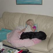 Staffordshire bull terrier Holger (Himmelhund)