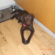 Labrador retriever Malou