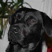 Labrador retriever Django