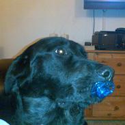 Labrador retriever Django