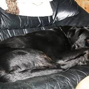 Labrador retriever Django
