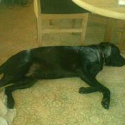 Labrador retriever Django