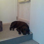 Labrador retriever Django
