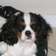 Cavalier king charles spaniel Zhiba