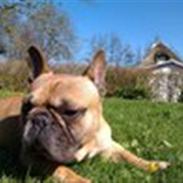 Fransk bulldog Igor de Bella Balena