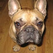 Fransk bulldog Igor de Bella Balena