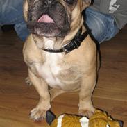 Fransk bulldog Igor de Bella Balena