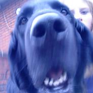 Flat coated retriever Ricko<3