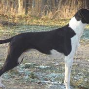 Blanding af racer Bertram