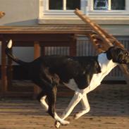 Blanding af racer Bertram