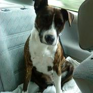 Blanding af racer Thea