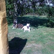 Blanding af racer Thea