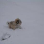 Coton de tulear Noah