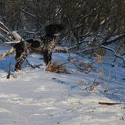 Kleiner münsterländer Uldjydens Nobita #Bella#