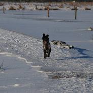 Kleiner münsterländer Uldjydens Nobita #Bella#