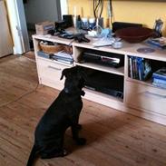 Amerikansk staffordshire terrier Nismo