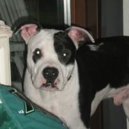 Amerikansk staffordshire terrier Chevy