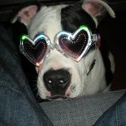 Amerikansk staffordshire terrier Chevy