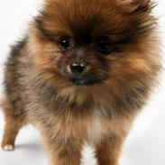 Pomeranian Liva