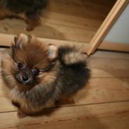 Pomeranian Liva