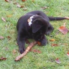Labrador retriever Rocky