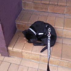 Labrador retriever Rocky