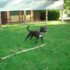 Amerikansk staffordshire terrier lui