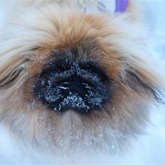 Pekingeser Chui Aka Pigehunden<3 hvil i fred <3