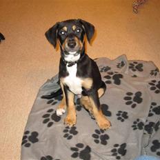 Blanding af racer Hector