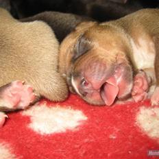 Amerikansk staffordshire terrier Candlelight