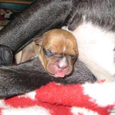 Amerikansk staffordshire terrier Candlelight