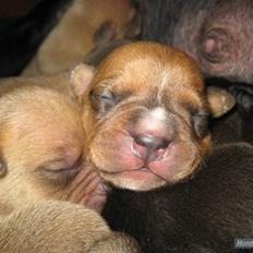 Amerikansk staffordshire terrier Candlelight