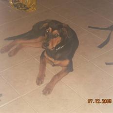 Blanding af racer Nala