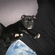 Staffordshire bull terrier Mikko