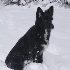 Blanding af racer Luna