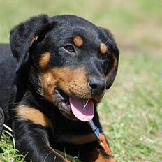 Blanding af racer Bølle