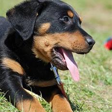 Blanding af racer Bølle