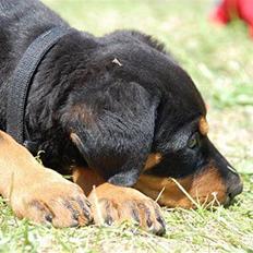 Blanding af racer Bølle